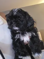 Baby boy, a male Shih Tzu for sale in West Warwick, RI – 3 of 4