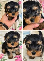 Buzz, a male Yorkshire Terrier for sale in West Warwick, RI – 2 of 5
