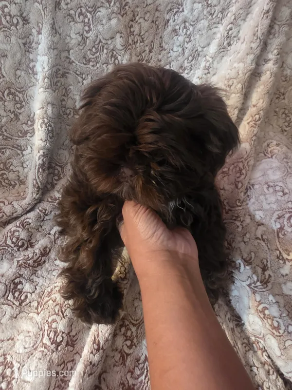 Toby – Shih Tzu puppy for sale in West Warwick, RI