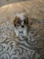 Riley Rose, a female Cavapoo for sale in West Warwick, RI – Photo 3 of 7