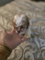 Riley Rose, a female Cavapoo for sale in West Warwick, RI – Photo 5 of 7