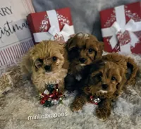 Riley Rose, a female Cavapoo for sale in West Warwick, RI – Photo 4 of 7