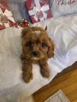 Riley Rose, a female Cavapoo for sale in West Warwick, RI – Photo 7 of 7