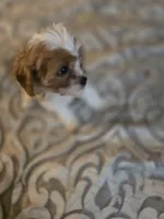 Riley Rose, a female Cavapoo for sale in West Warwick, RI – Photo 6 of 7