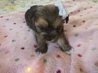 Nala, a female Yorkshire Terrier for sale in West Warwick, RI – 4 of 5
