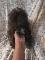 Toby, a male Shih Tzu for sale in West Warwick, RI – 2 of 4