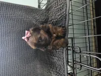 Minnie, a female Yorkshire Terrier for sale in West Warwick, RI – Photo 2 of 4