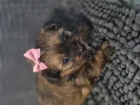 Minnie, a female Yorkshire Terrier for sale in West Warwick, RI – Photo 1 of 4