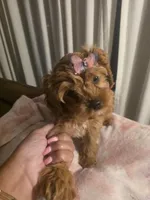 Delilah , a female Cavapoo for sale in West Warwick, RI – 3 of 7
