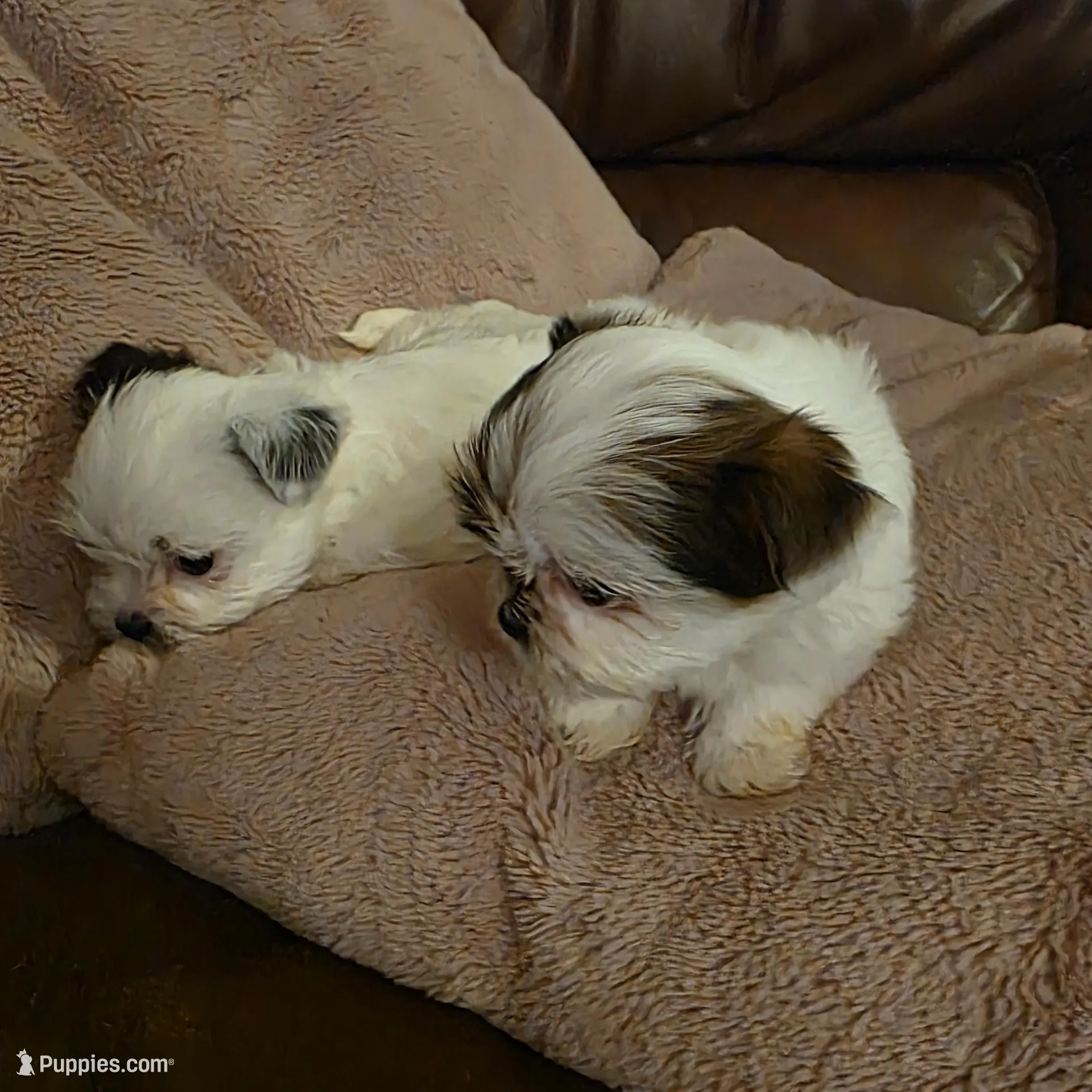 Winter , a female Biewer for sale in West Warwick, RI – Photo 4 of 5
