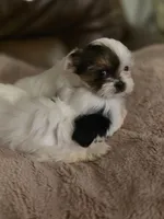 Winter , a female Biewer for sale in West Warwick, RI – Photo 1 of 5