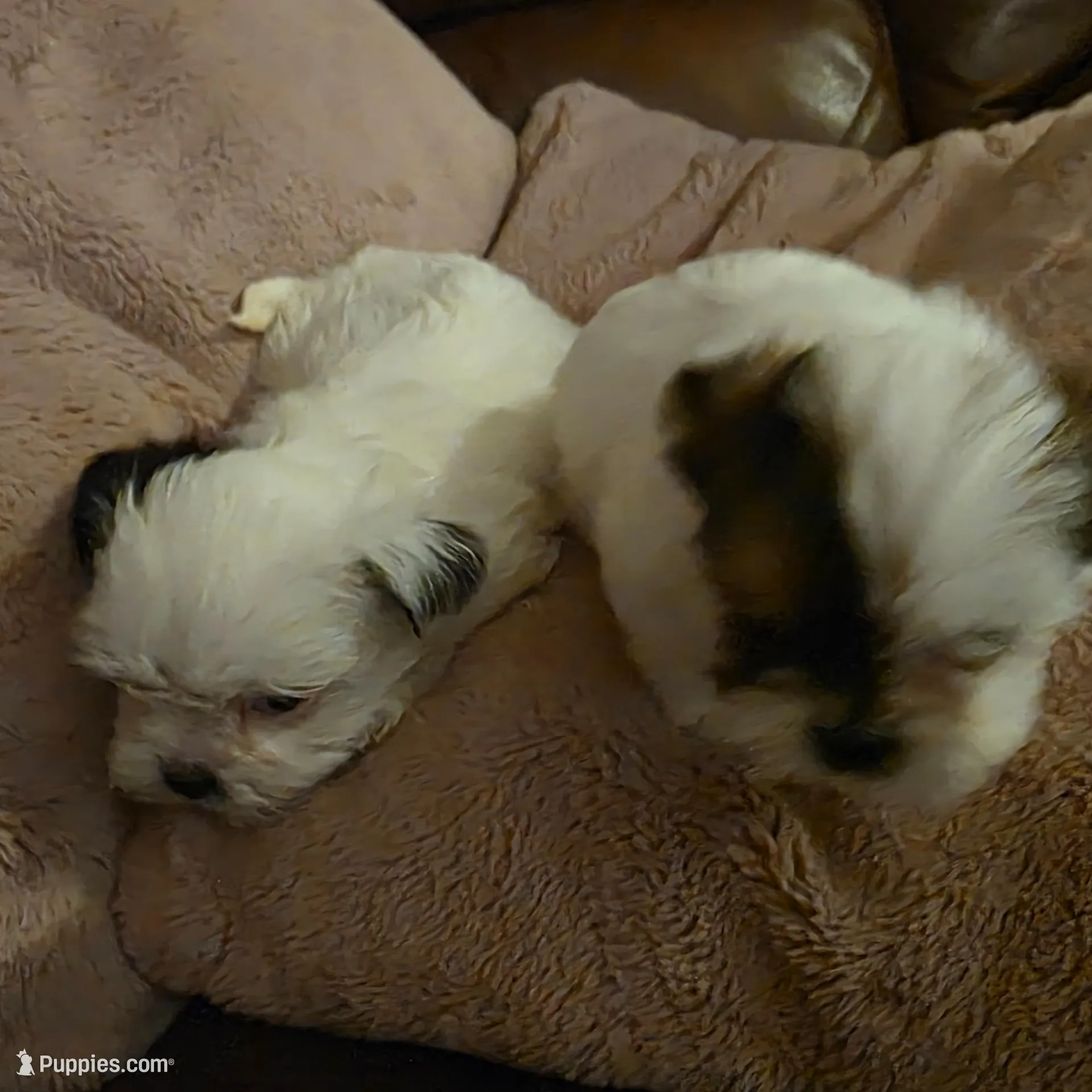 Winter , a female Biewer for sale in West Warwick, RI – Photo 3 of 5