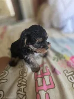 Buzz, a male Yorkshire Terrier for sale in West Warwick, RI – 5 of 5