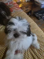 Everest , a male Shih Tzu for sale in West Warwick, RI – 4 of 4