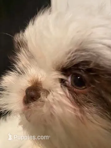 Everest  – Shih Tzu puppy for sale in West Warwick, RI