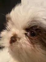Everest , a male Shih Tzu for sale in West Warwick, RI – 1 of 4