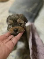 Teddy, a male Yorkshire Terrier for sale in West Warwick, RI – 5 of 5