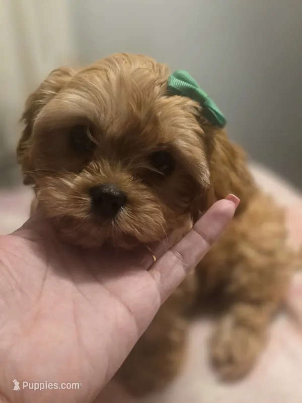 Connor – Cavapoo puppy on hold in West Warwick, RI