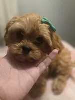 Connor, a male Cavapoo for sale in West Warwick, RI – 1 of 2