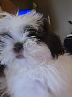 Everest , a male Shih Tzu for sale in West Warwick, RI – 2 of 4