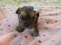 Nala, a female Yorkshire Terrier for sale in West Warwick, RI – 3 of 5