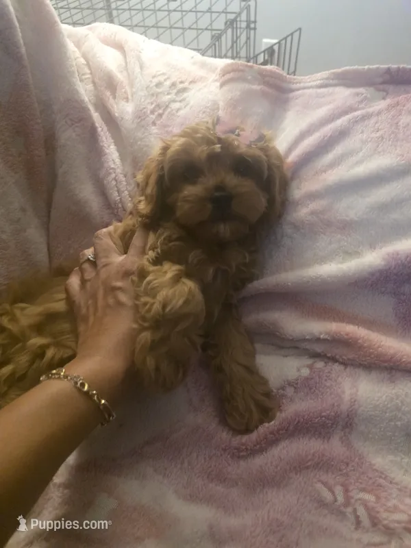 Delilah  – Cavapoo puppy for sale in West Warwick, RI