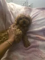 Delilah , a female Cavapoo for sale in West Warwick, RI – 1 of 7