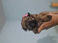 Lillie, a female Yorkshire Terrier for sale in West Warwick, RI – Photo 3 of 5