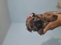 Lillie, a female Yorkshire Terrier for sale in West Warwick, RI – Photo 5 of 5