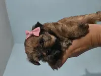 Lillie, a female Yorkshire Terrier for sale in West Warwick, RI – Photo 1 of 5