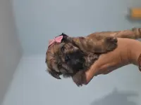 Lillie, a female Yorkshire Terrier for sale in West Warwick, RI – Photo 4 of 5