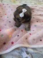 Nala, a female Yorkshire Terrier for sale in West Warwick, RI – 2 of 5