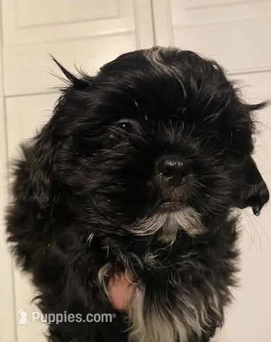 Baby boy – Shih Tzu puppy for sale in West Warwick, RI
