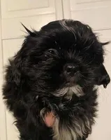 Baby boy, a male Shih Tzu for sale in West Warwick, RI – 1 of 4