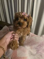 Delilah , a female Cavapoo for sale in West Warwick, RI – 5 of 7