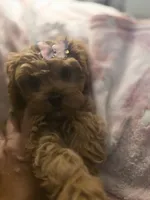 Delilah , a female Cavapoo for sale in West Warwick, RI – 6 of 7