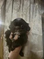 Nemo, a male Shih Tzu for sale in West Warwick, RI – Photo 2 of 6