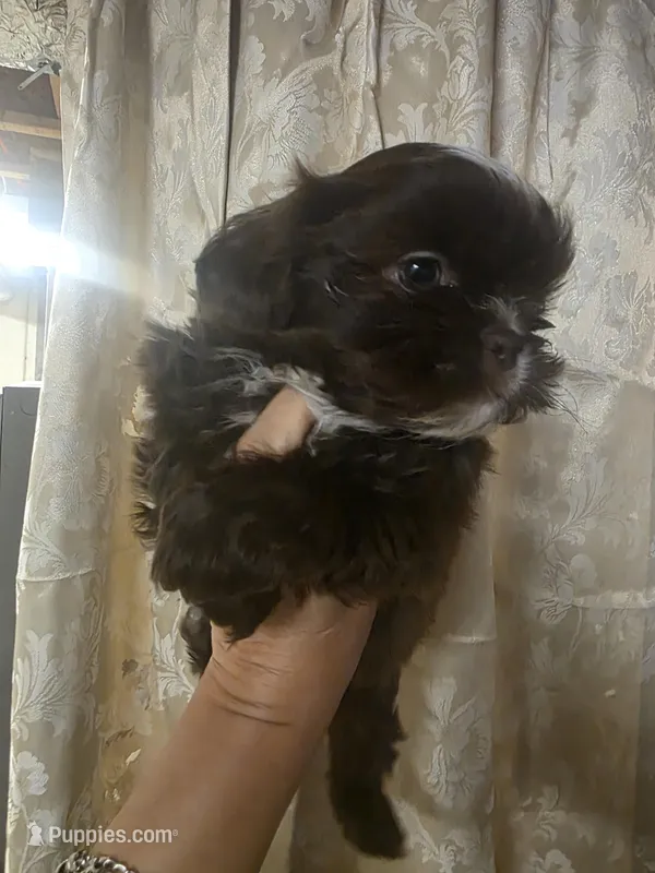 Nemo – Shih Tzu puppy for sale in West Warwick, RI