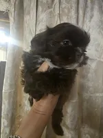 Nemo, a male Shih Tzu for sale in West Warwick, RI – Photo 1 of 6