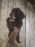 Nemo, a male Shih Tzu for sale in West Warwick, RI – Photo 6 of 6