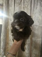 Nemo, a male Shih Tzu for sale in West Warwick, RI – Photo 5 of 6