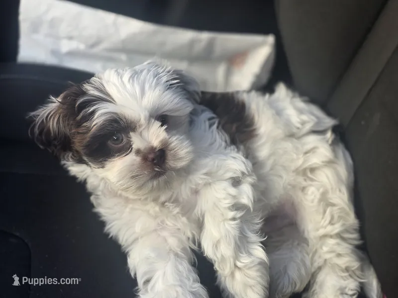 Leo – Shih Tzu puppy for sale in West Warwick, RI