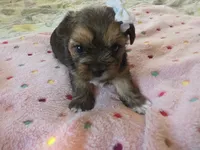 Nala, a female Yorkshire Terrier for sale in West Warwick, RI – 1 of 5