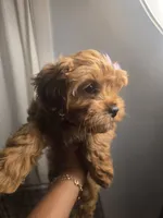 Delilah , a female Cavapoo for sale in West Warwick, RI – 2 of 7