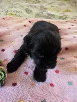 Shiloh, a female Yorkshire Terrier for sale in West Warwick, RI – 2 of 8