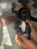 Shiloh, a female Yorkshire Terrier for sale in West Warwick, RI – 6 of 8