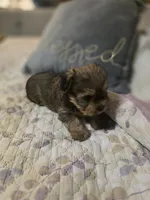 Teddy, a male Yorkshire Terrier for sale in West Warwick, RI – 4 of 5
