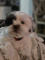 Leo, a male Shih Tzu for sale in West Warwick, RI – 5 of 6