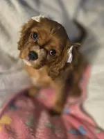 Lady, a female Cavalier King Charles Spaniel for sale in West Warwick, RI – Photo 2 of 2