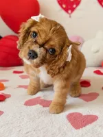 Lady, a female Cavalier King Charles Spaniel for sale in West Warwick, RI – Photo 1 of 2